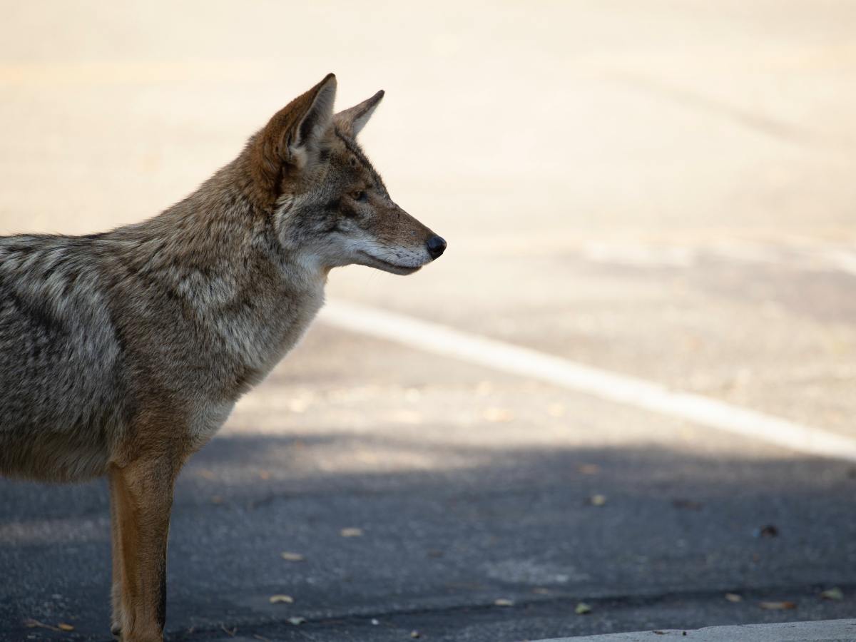 Coyote Sightings on Long Beach Island